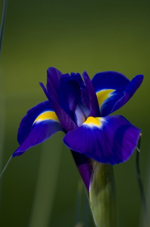 a blue flower is shown with yellow and blue stripes