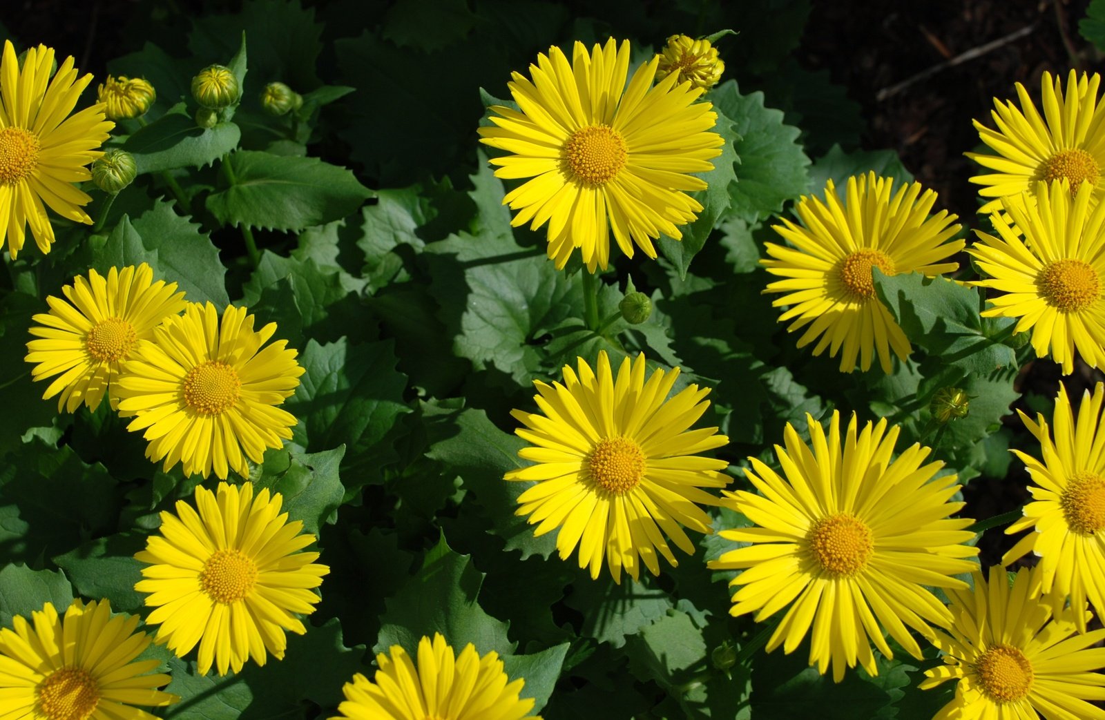 many yellow flowers are blooming near each other