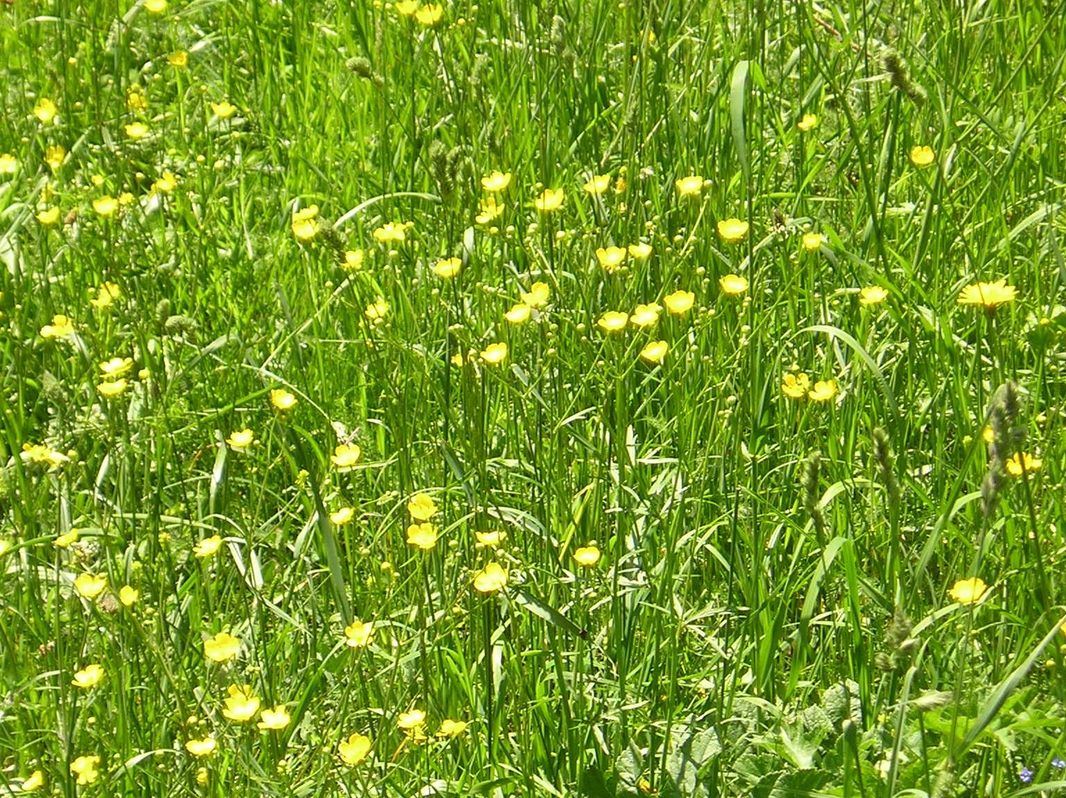 a field of green and yellow flowers and grass