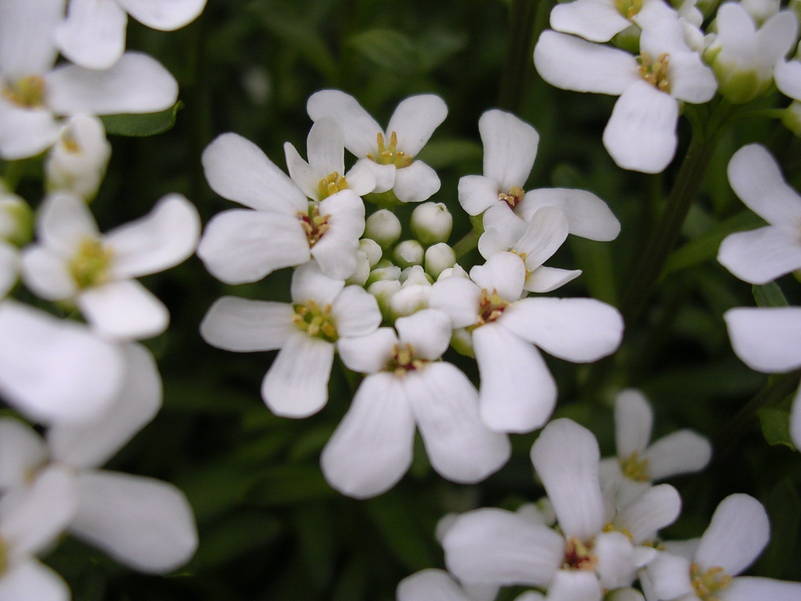 a closeup view of several white flowers