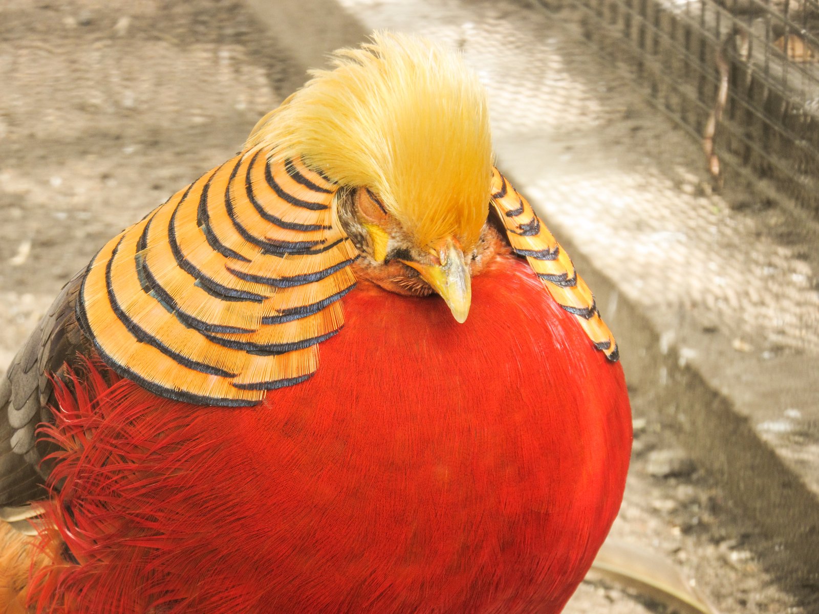 a very colorful bird standing on the ground