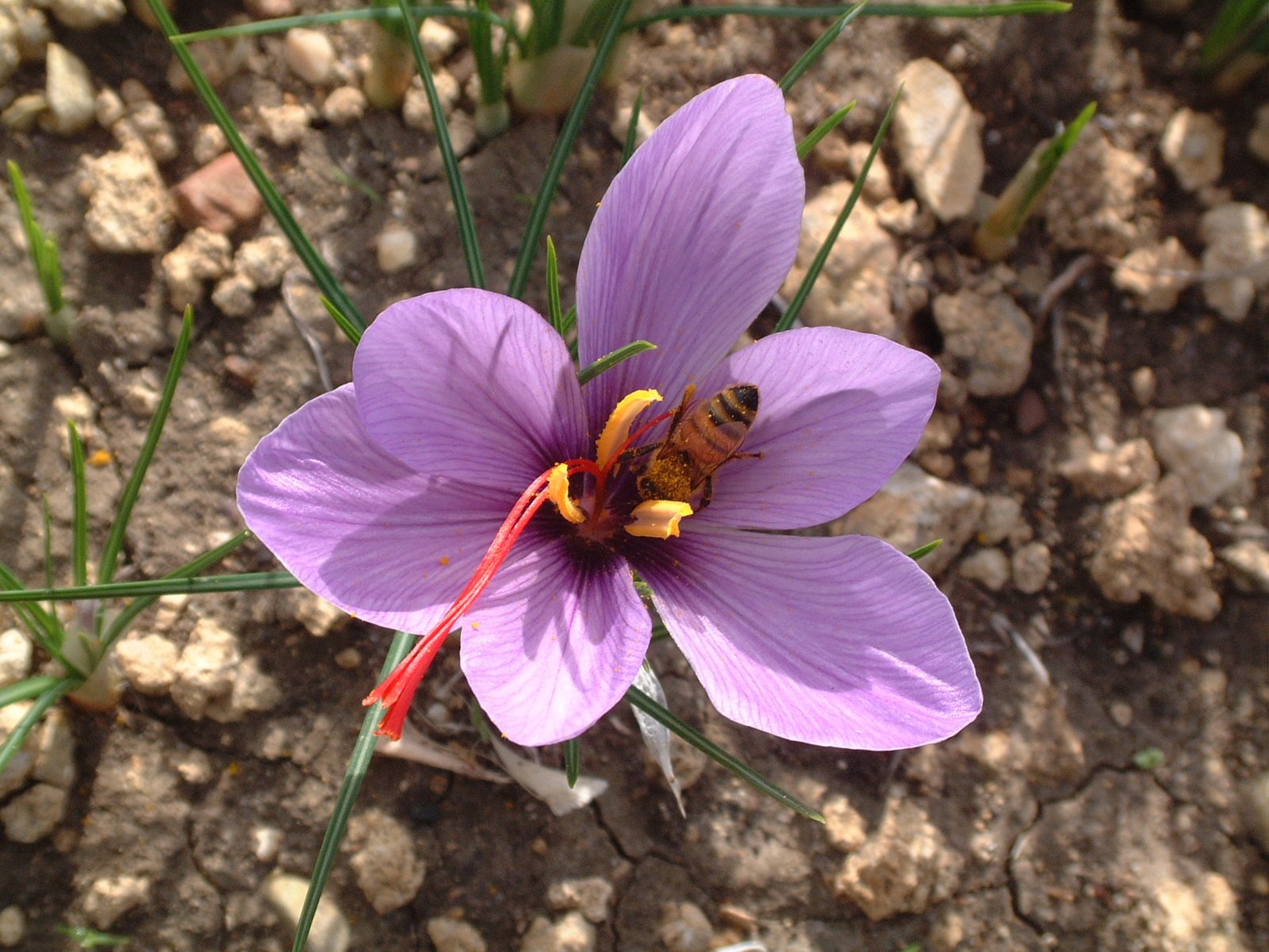 a tiny purple flower with a bee on it