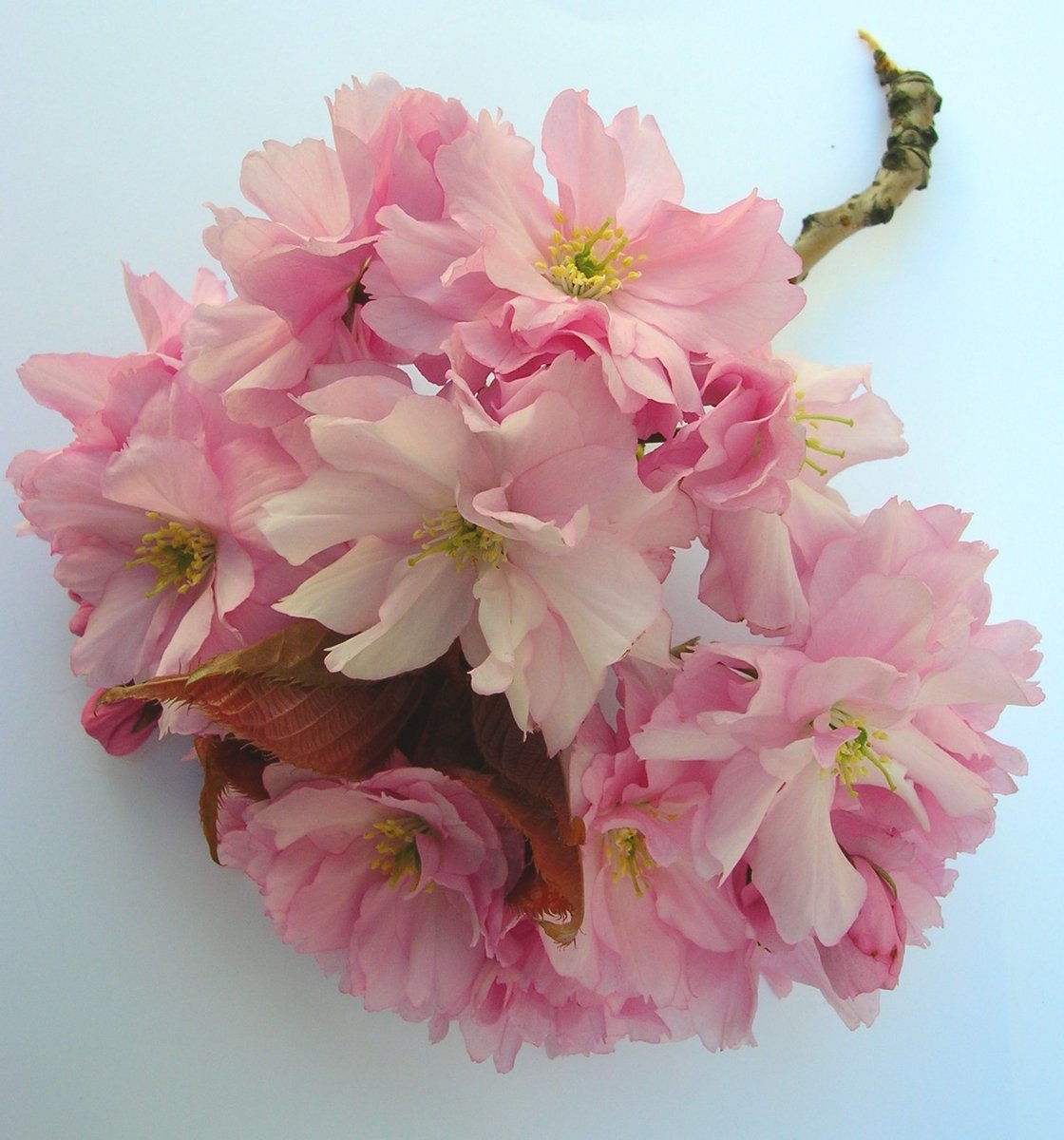 pink flowers with buds on white surface with white wall
