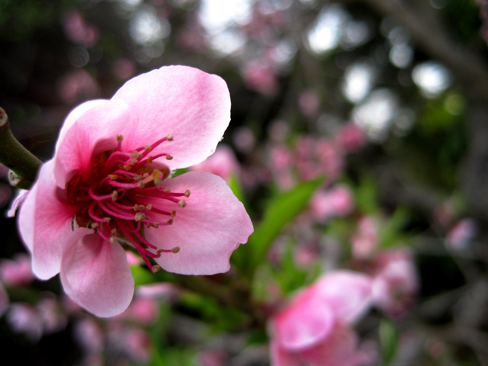 a blooming pink flower is surrounded by green leaves