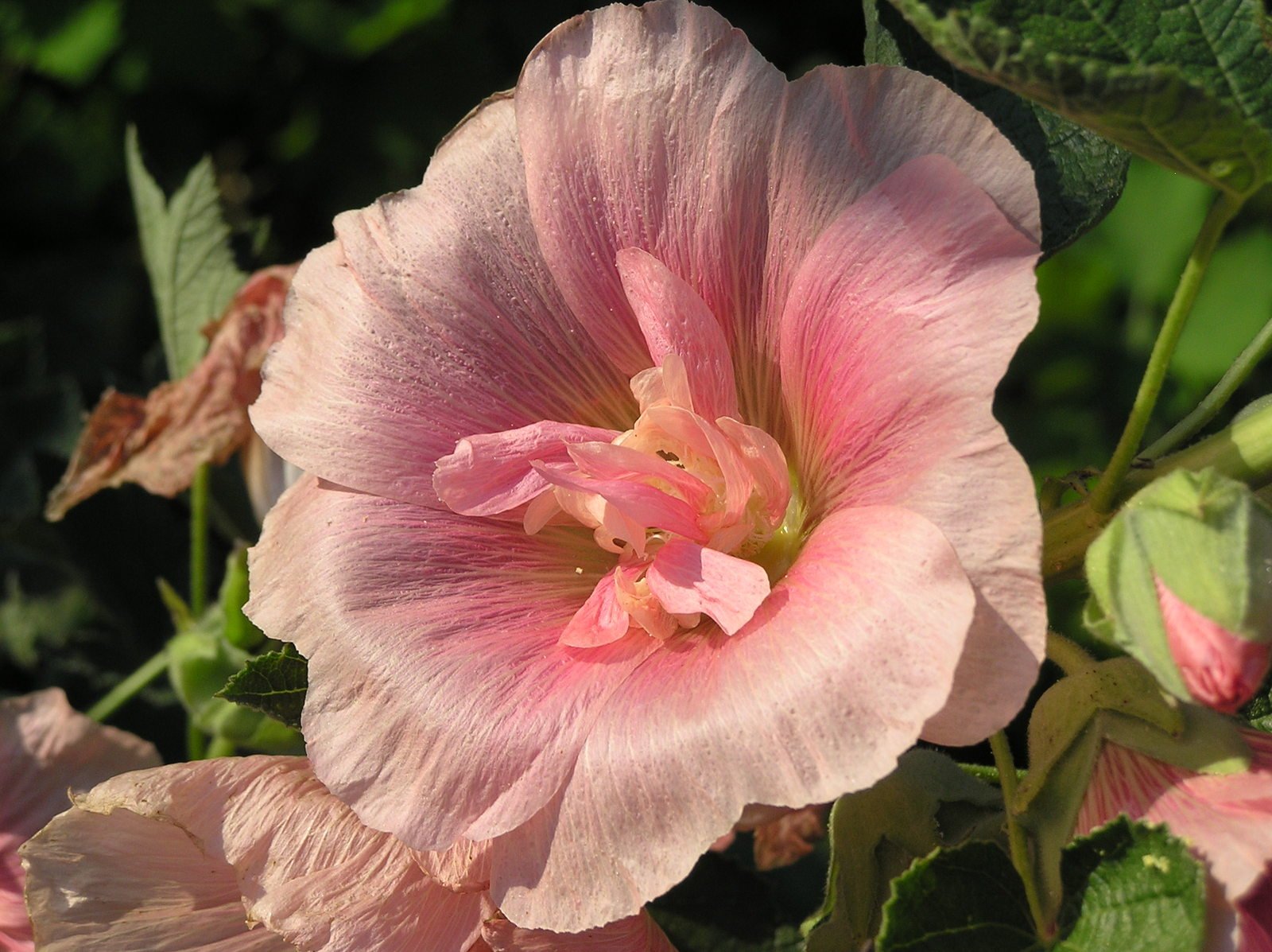 a pink flower with green leaves on a sunny day