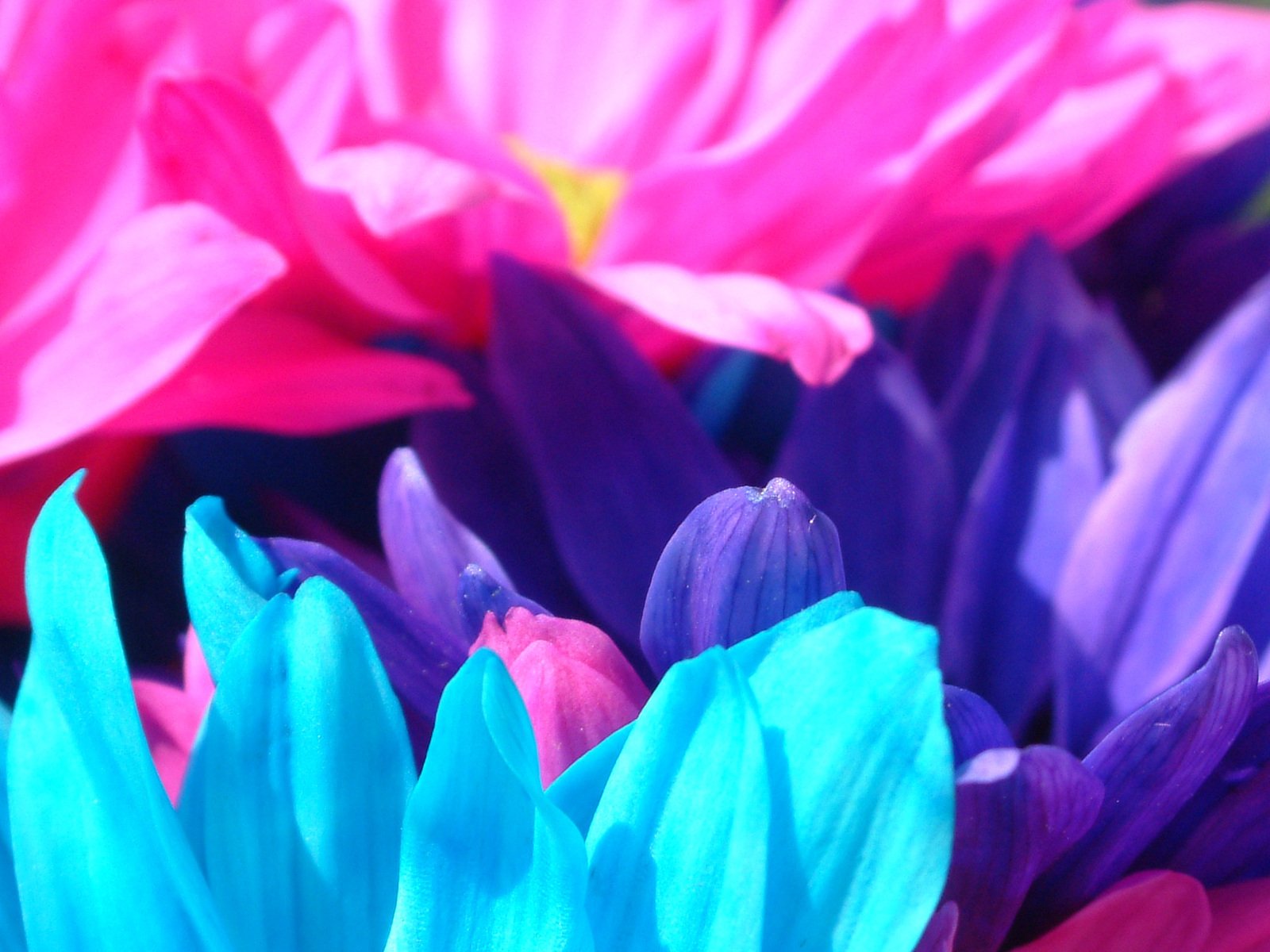several pink, purple and blue flowers with green stems
