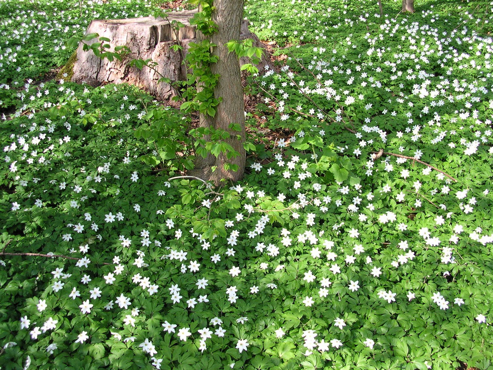 many small white flowers near a very big tree