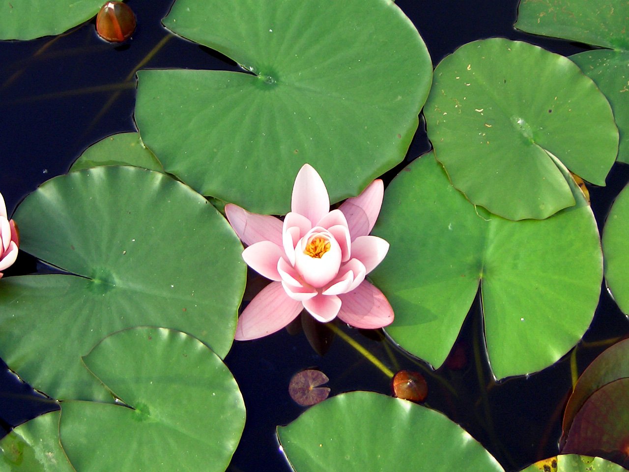 two pink lotuses are in a pond of water