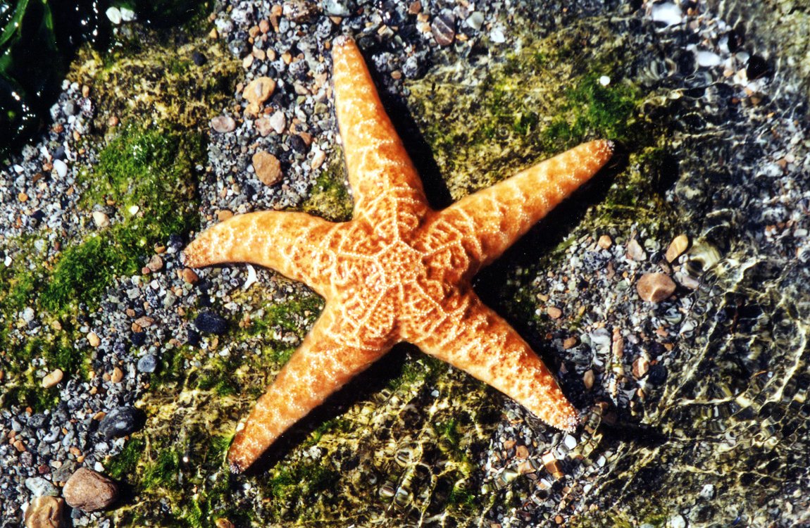 a very pretty starfish laying on some rocks