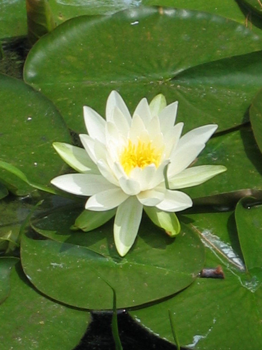 a white flower with yellow center surrounded by large green leaves