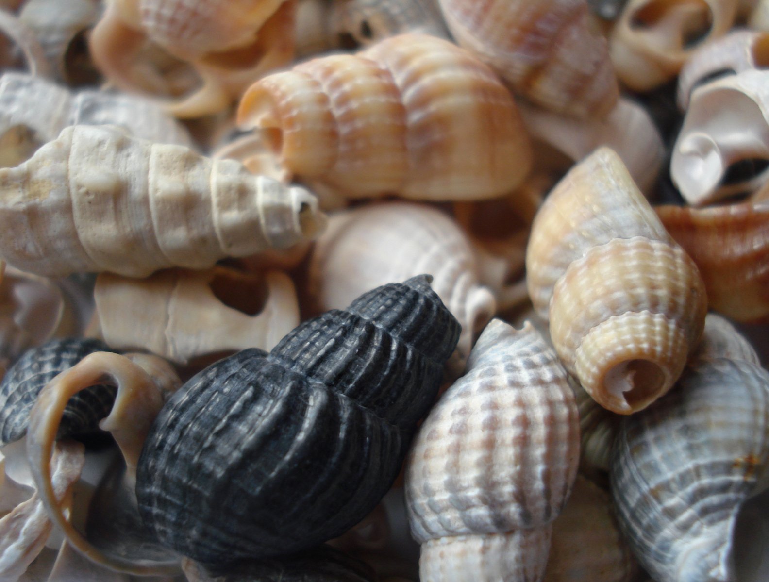 seashells of different colors on display for sale