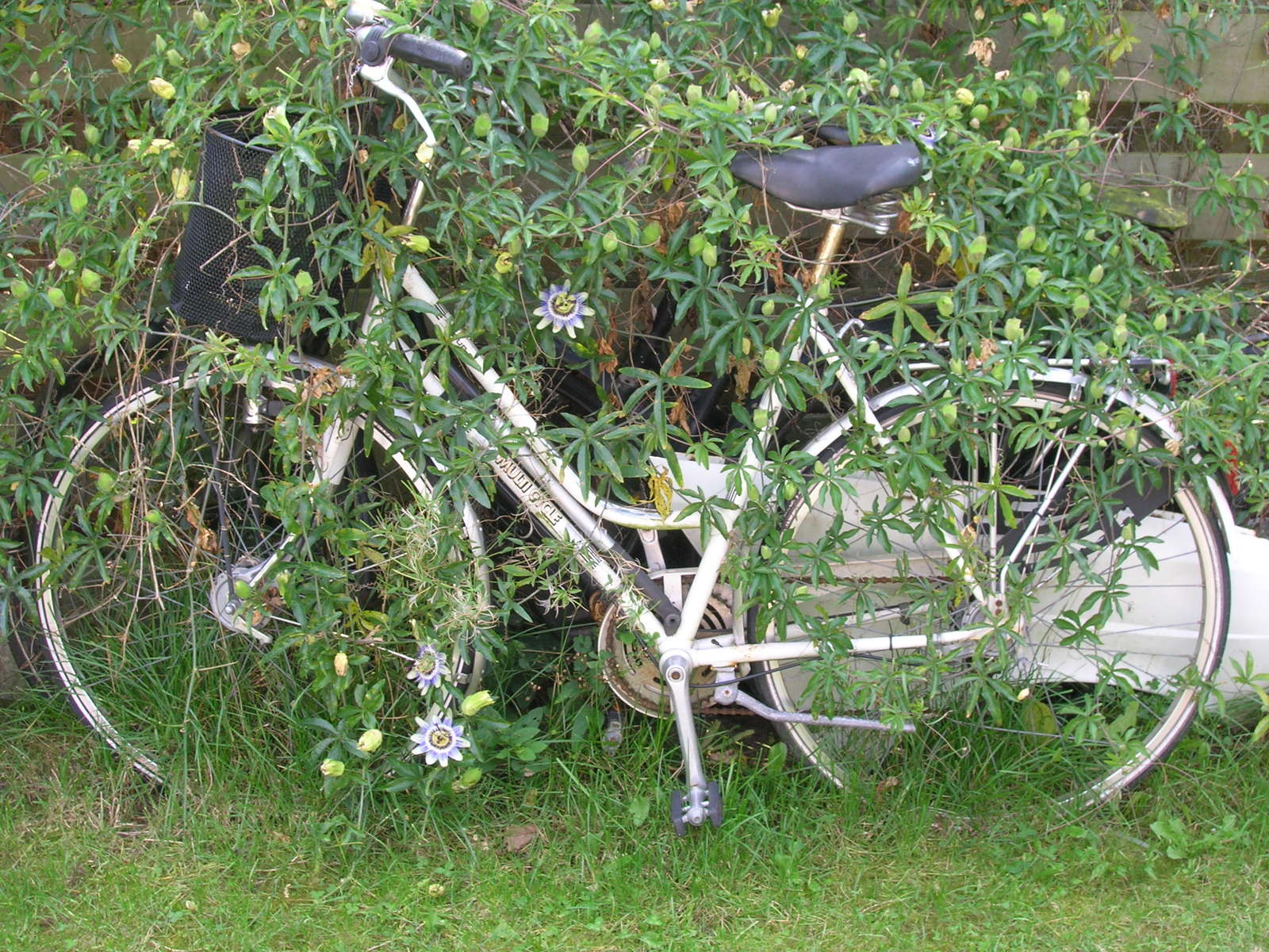 a bike leaning on its tire parked in the grass