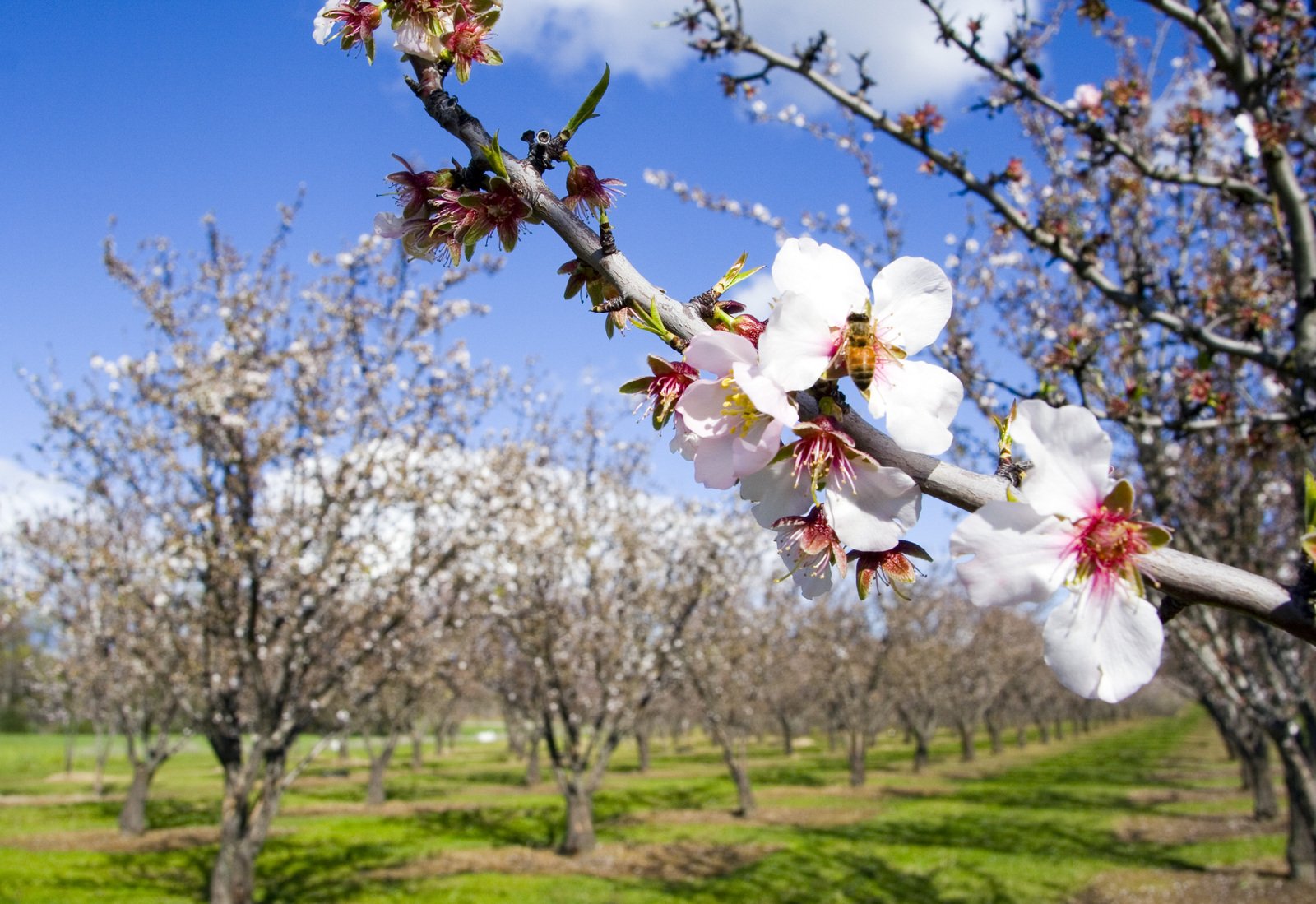 the blossoms are white and red in a green field