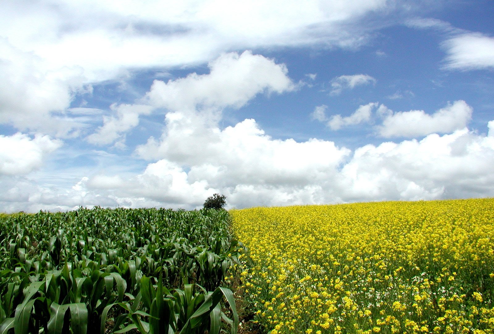 the blue sky and clouds are above a field of flowers