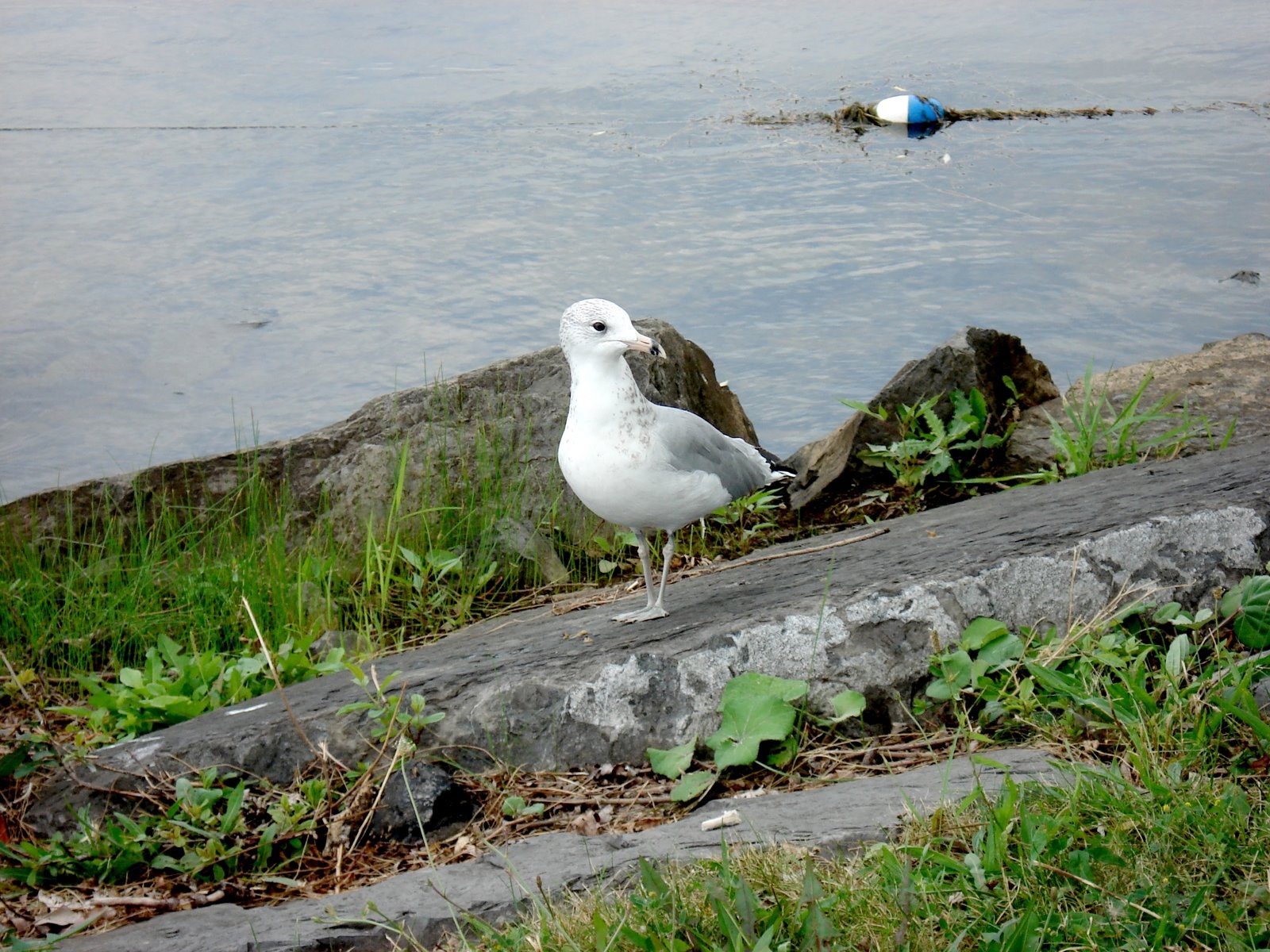the seagull is standing next to the ocean shore