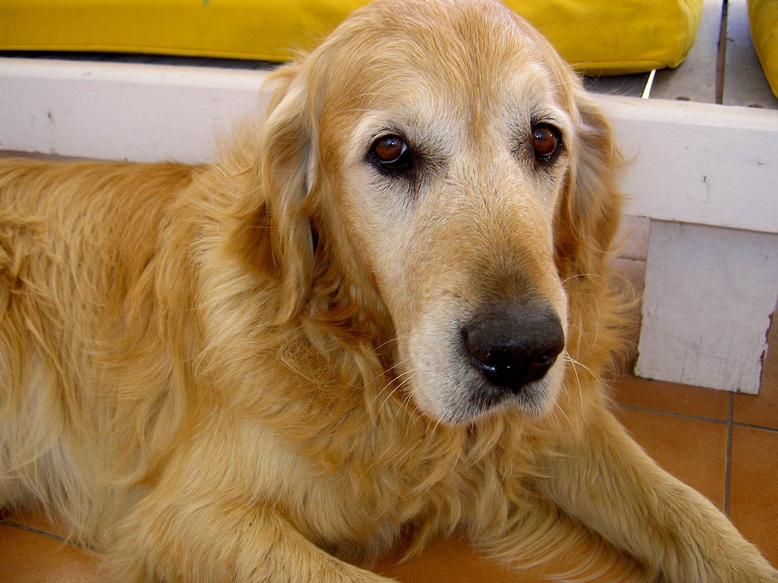 a dog sits on the ground next to some floor tile