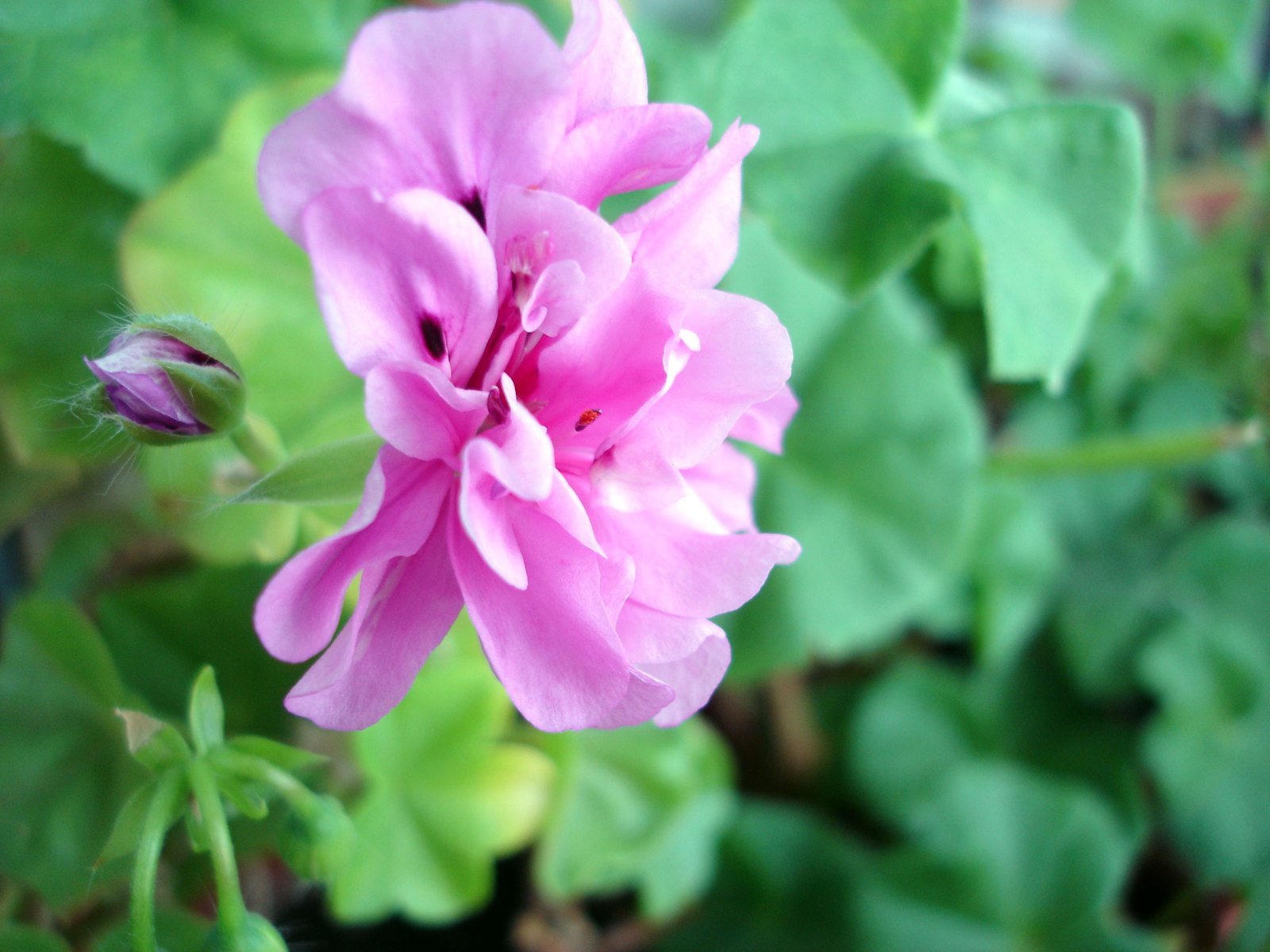 a flower with green leaves and pink petals