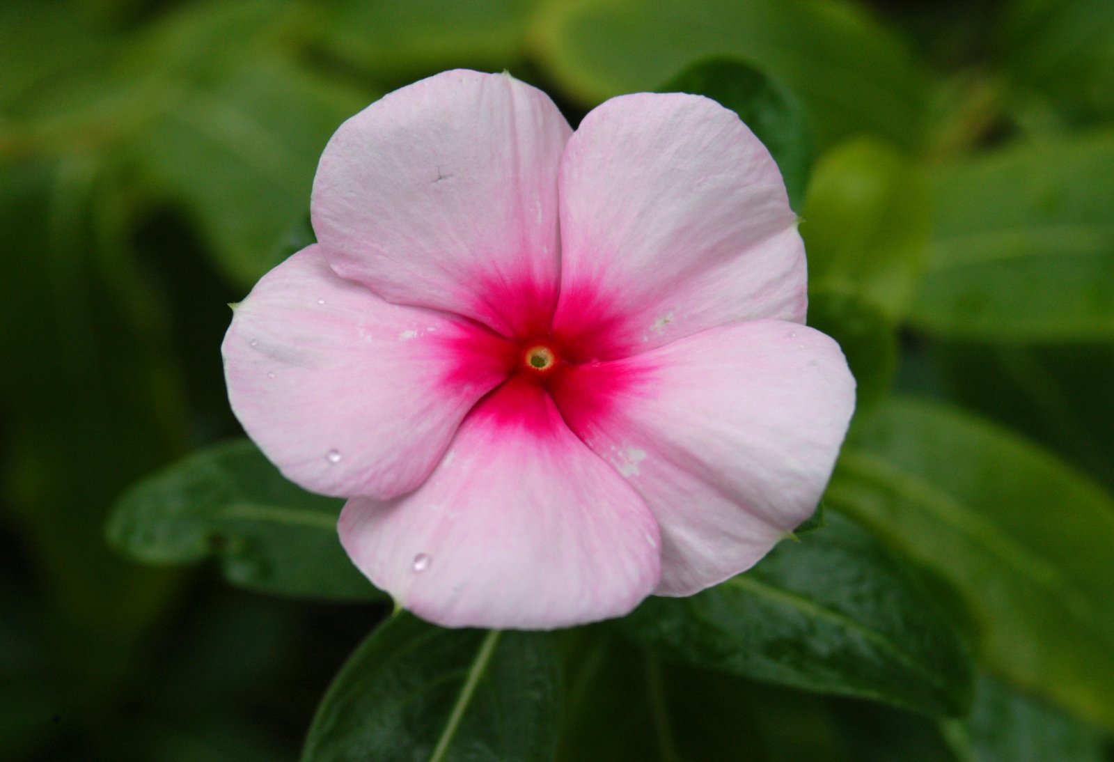 a white flower with pink and red center surrounded by greenery
