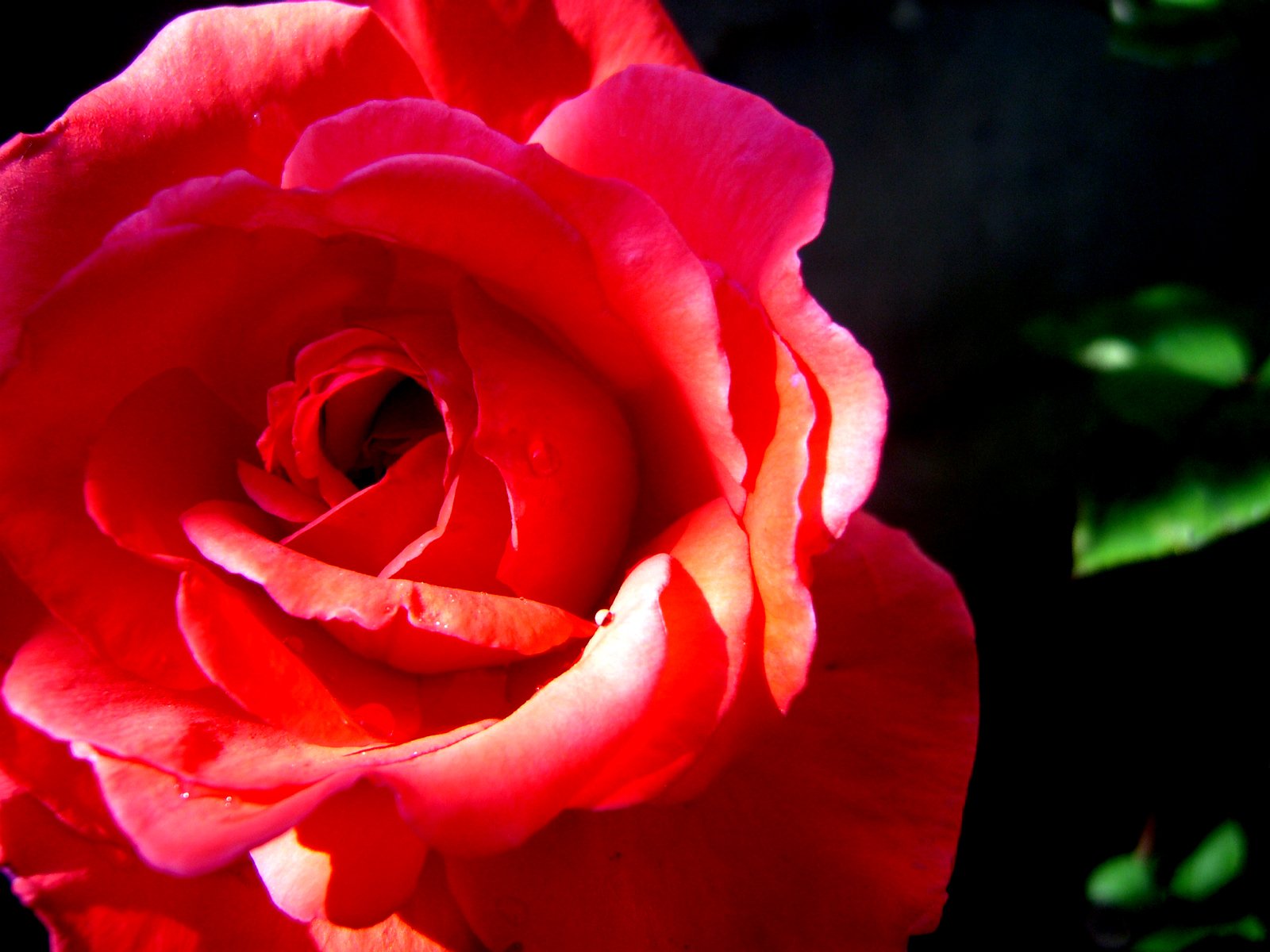 a rose is blooming in front of a black background