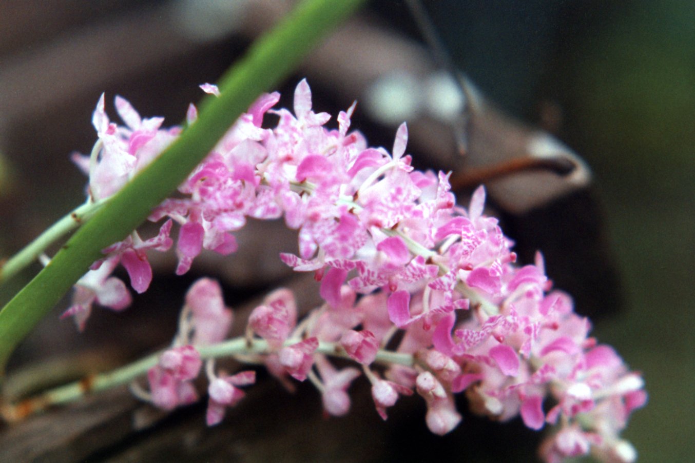 an image of some flowers with very little buds