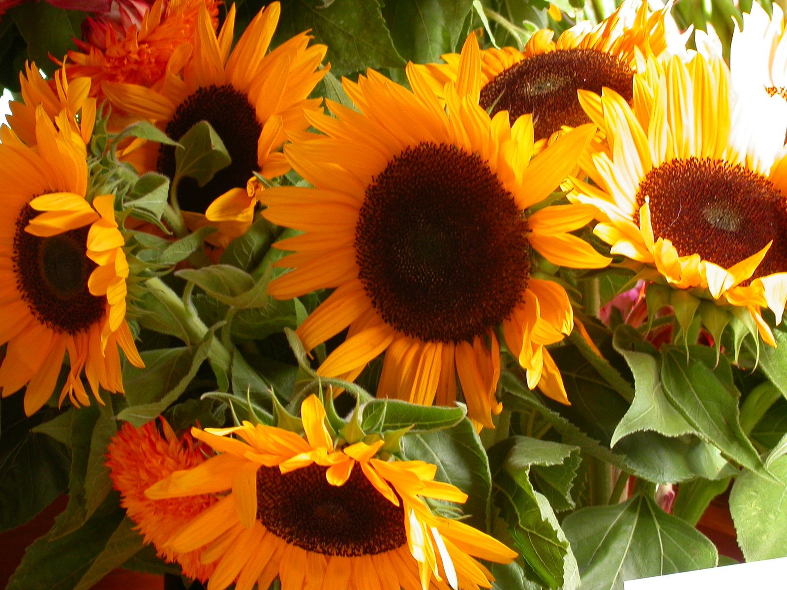 a bouquet of yellow and red sunflowers