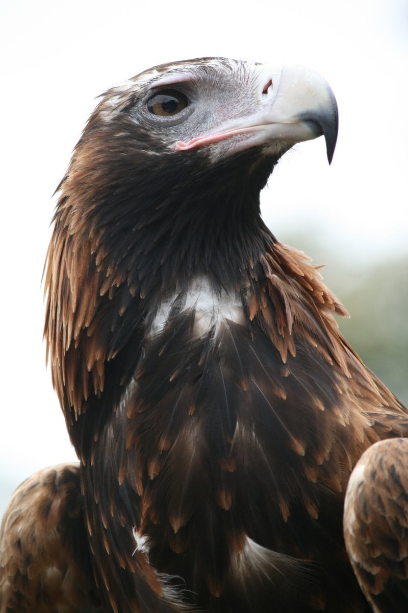 a golden eagle with brown and white feathers