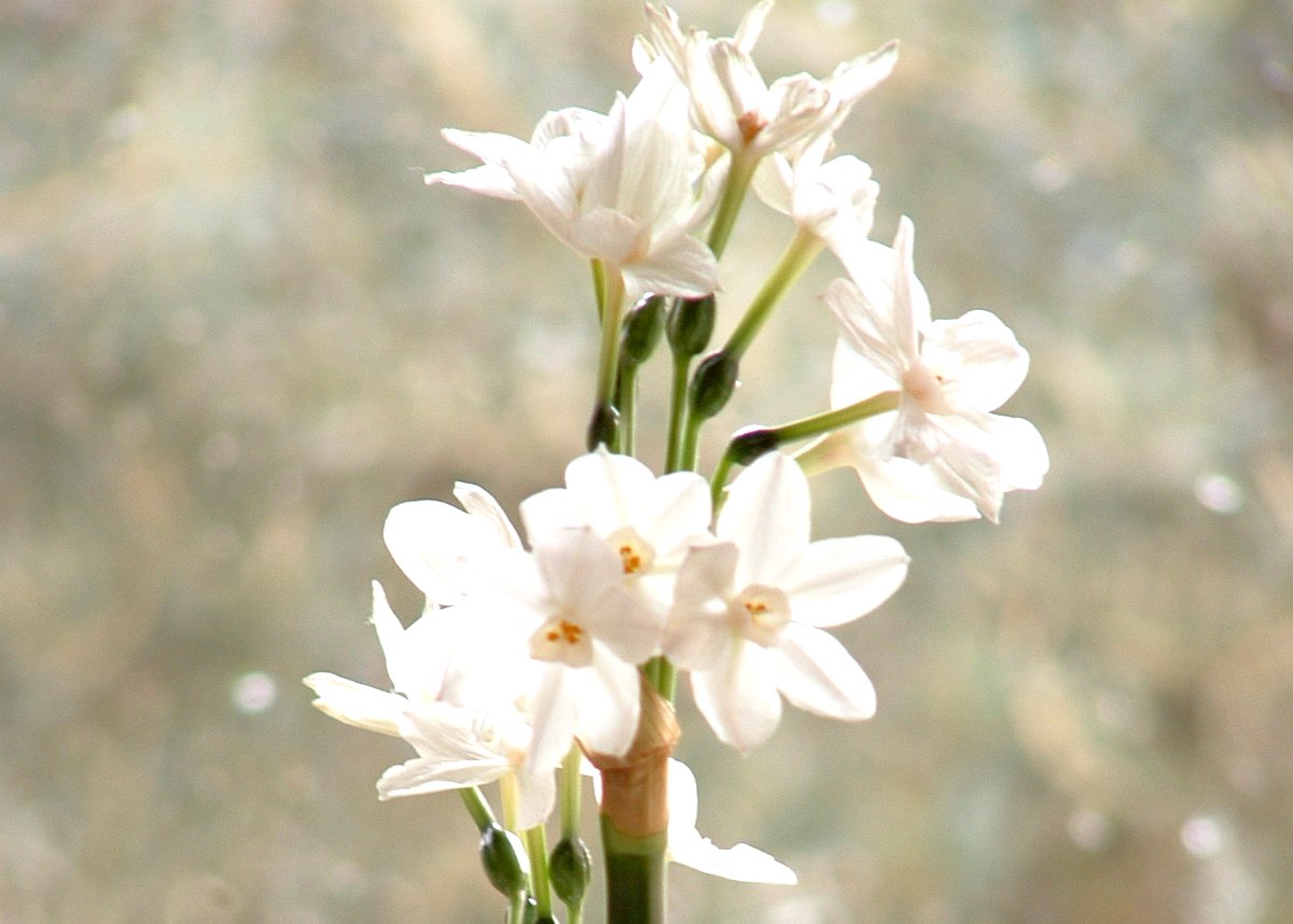 a potted plant with flowers is in the light