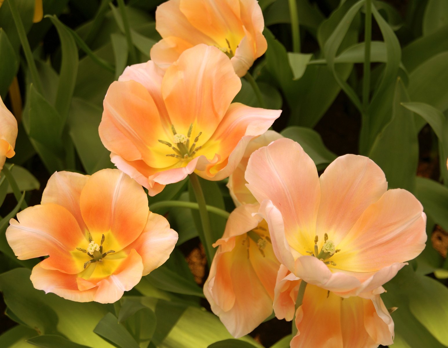 three light orange tulips on the green and leafy ground