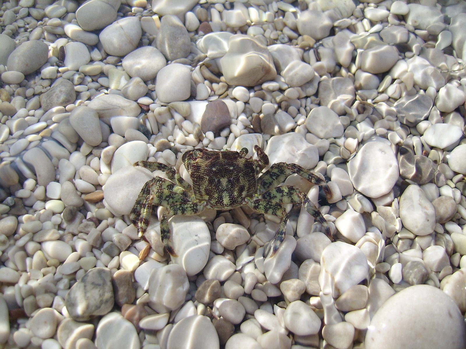 a crab in the sea on a sandy and gravel bottom