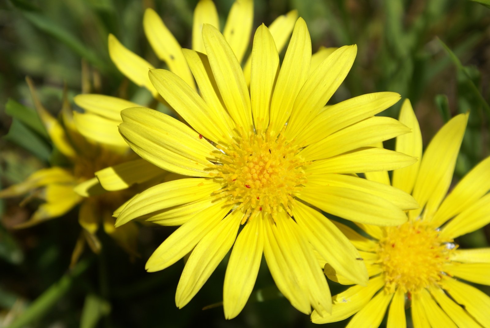 the flowers are yellow and green in color