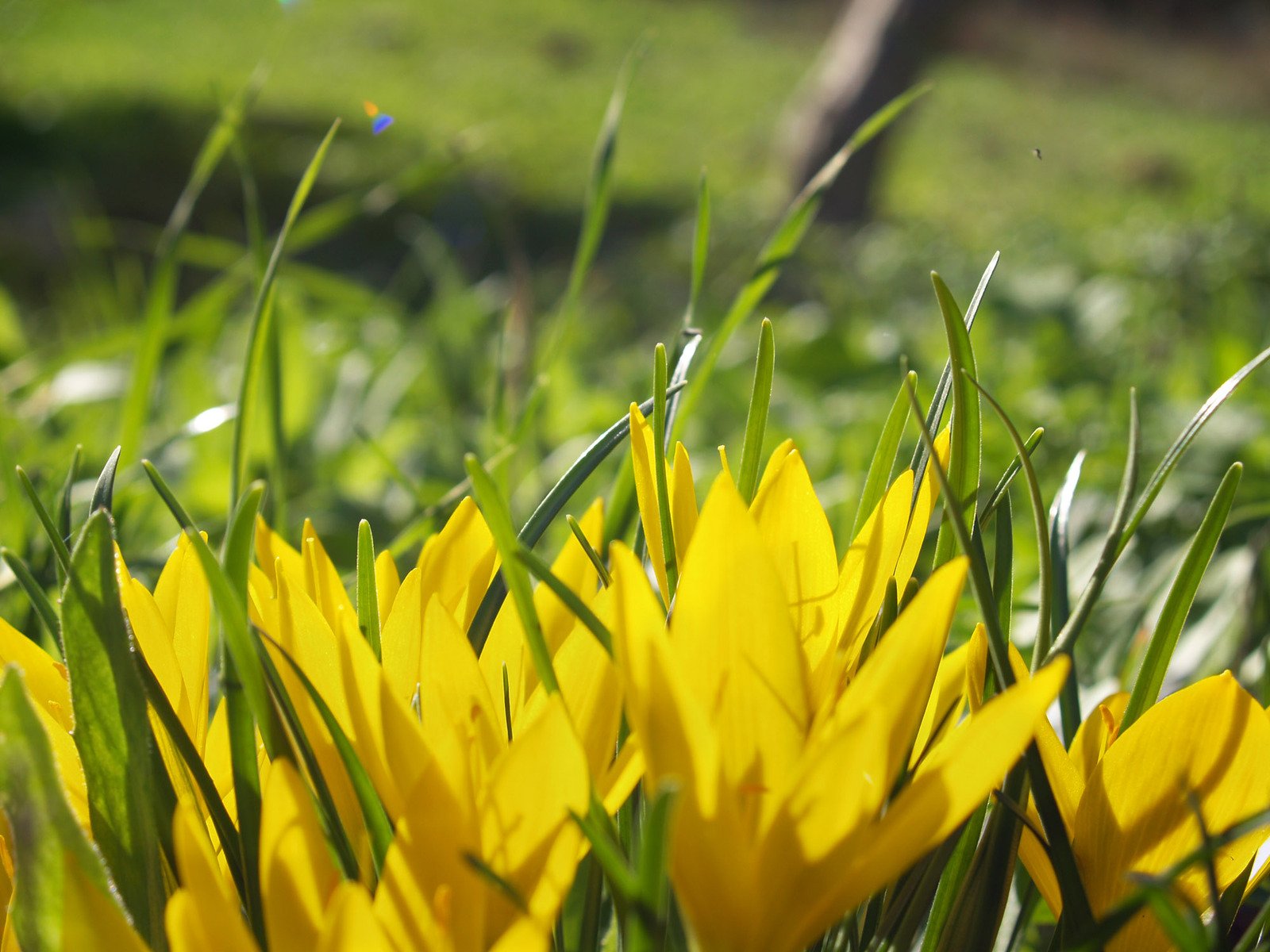 a large yellow flower on a green field