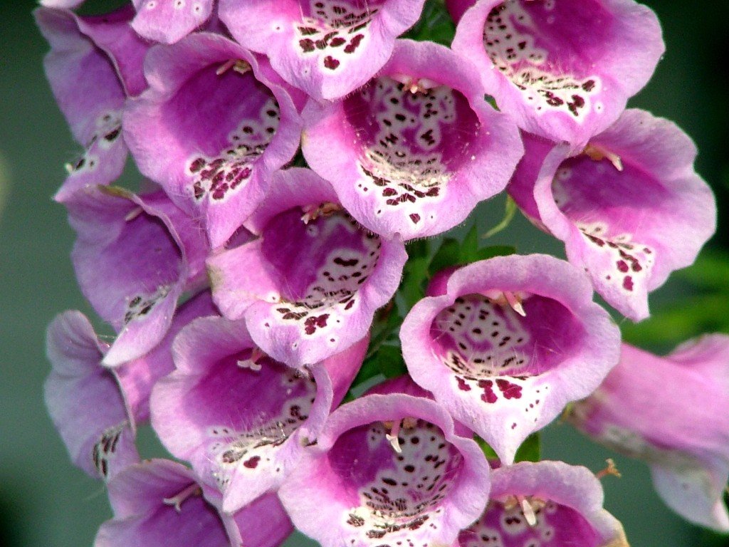 purple flowers with white tips growing from them