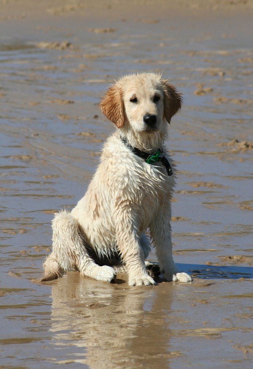 a wet white dog sits on the beach