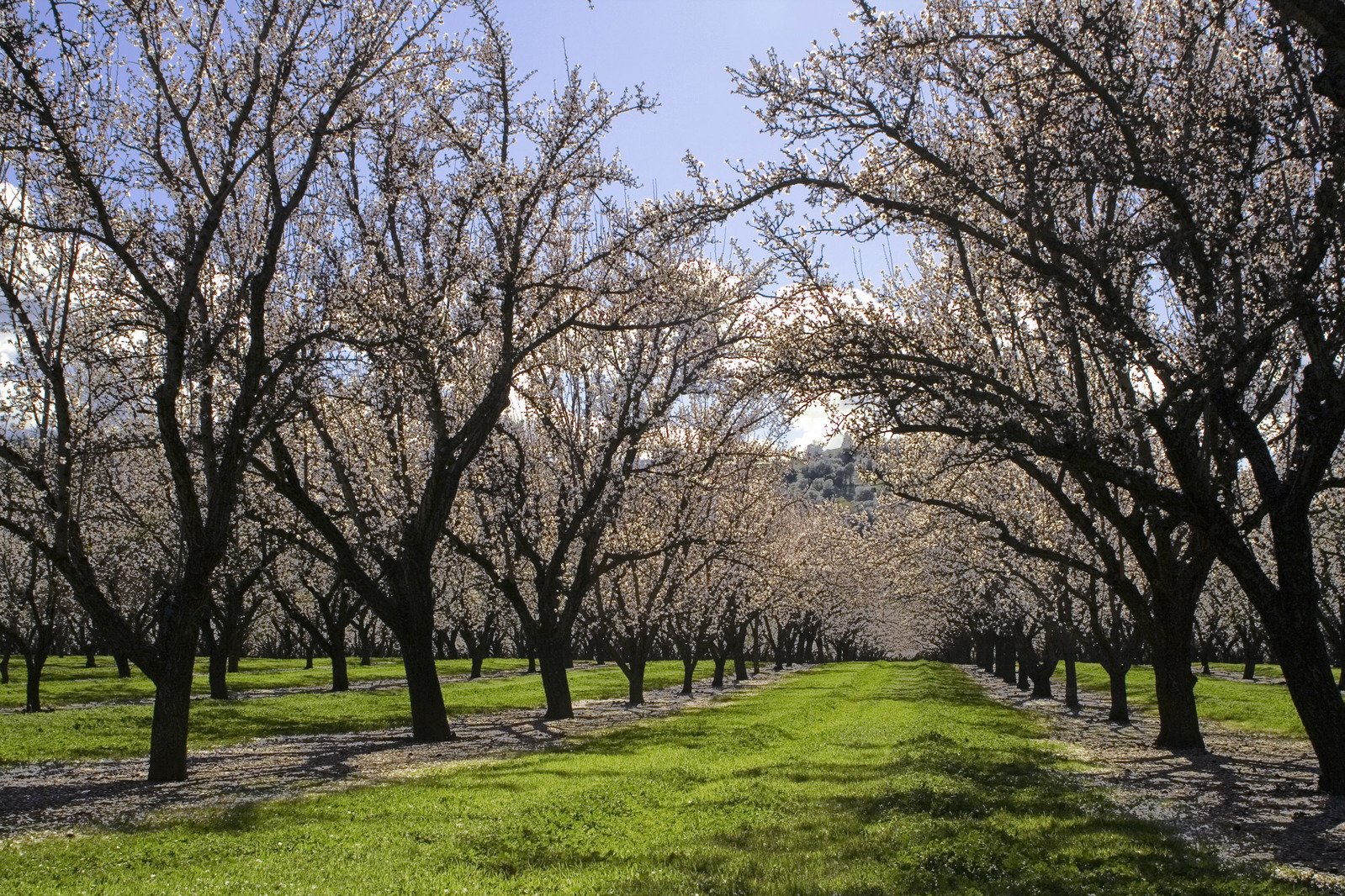 the grass is covered with some trees in bloom