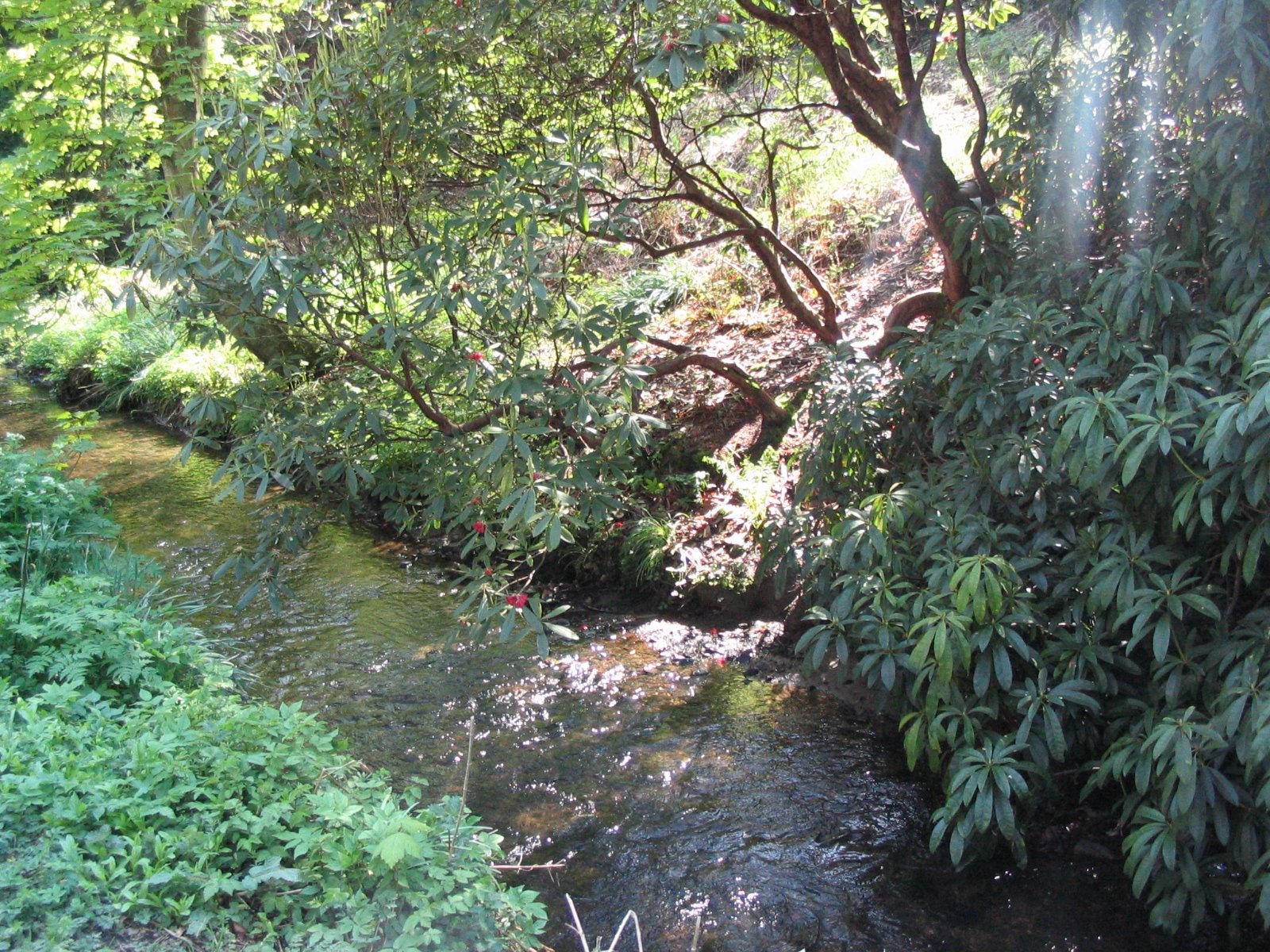 a stream is flowing through a wooded area
