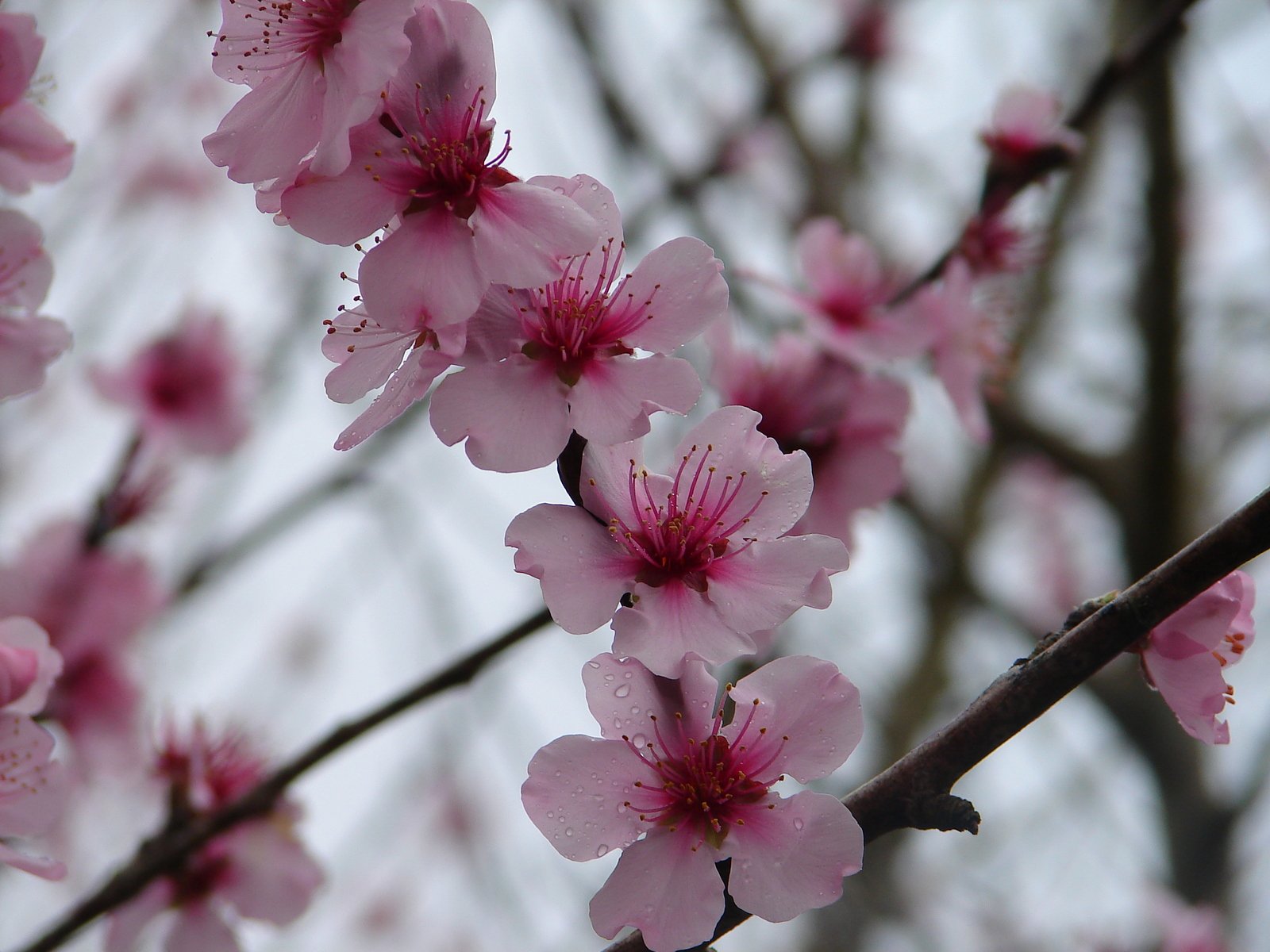 a nch with several pink flowers with white background