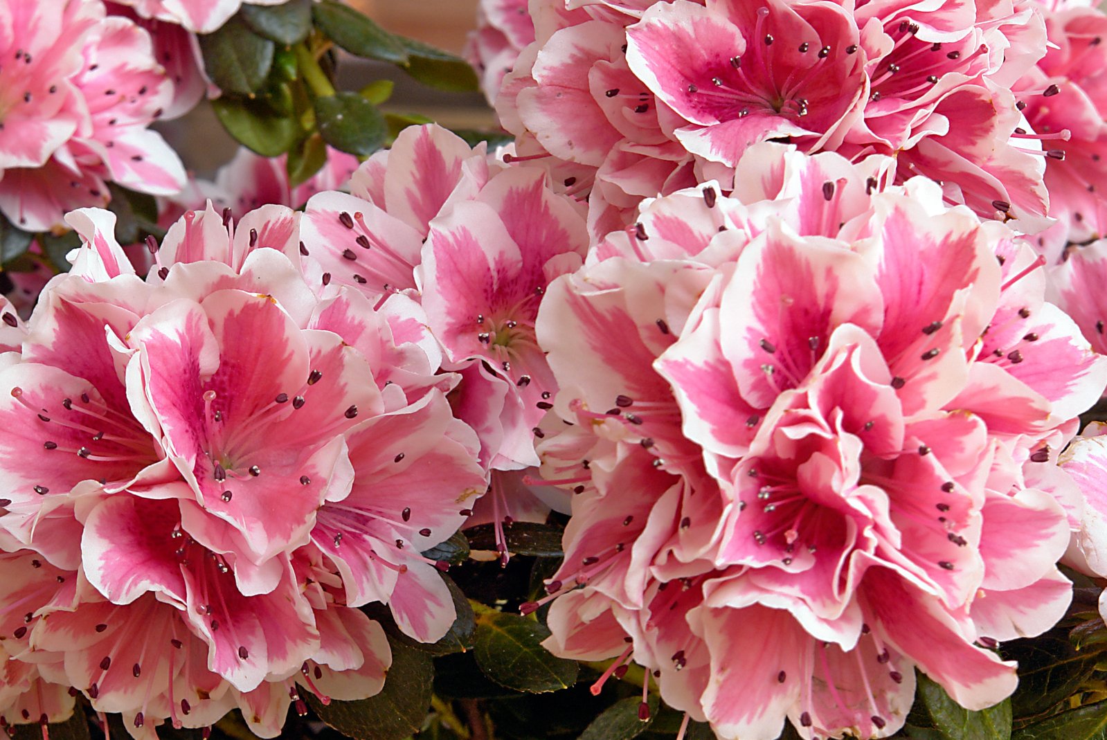 some pink flowers that are by a wall