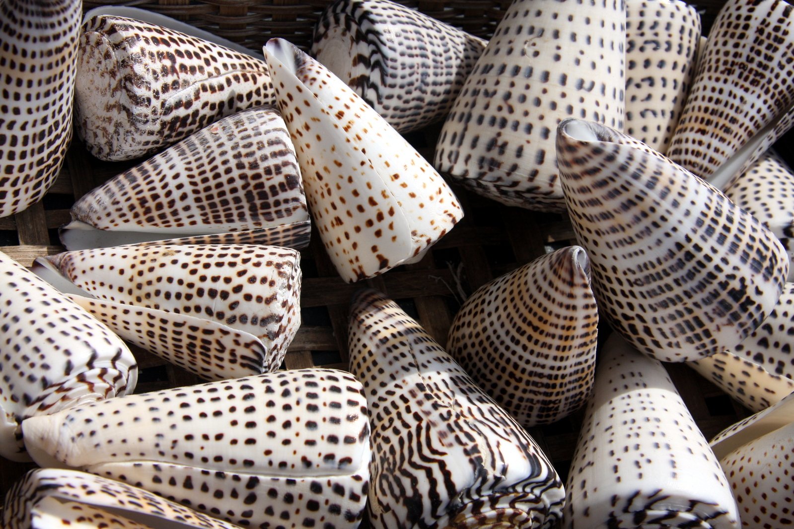 decorative animal shells displayed in wicker basket