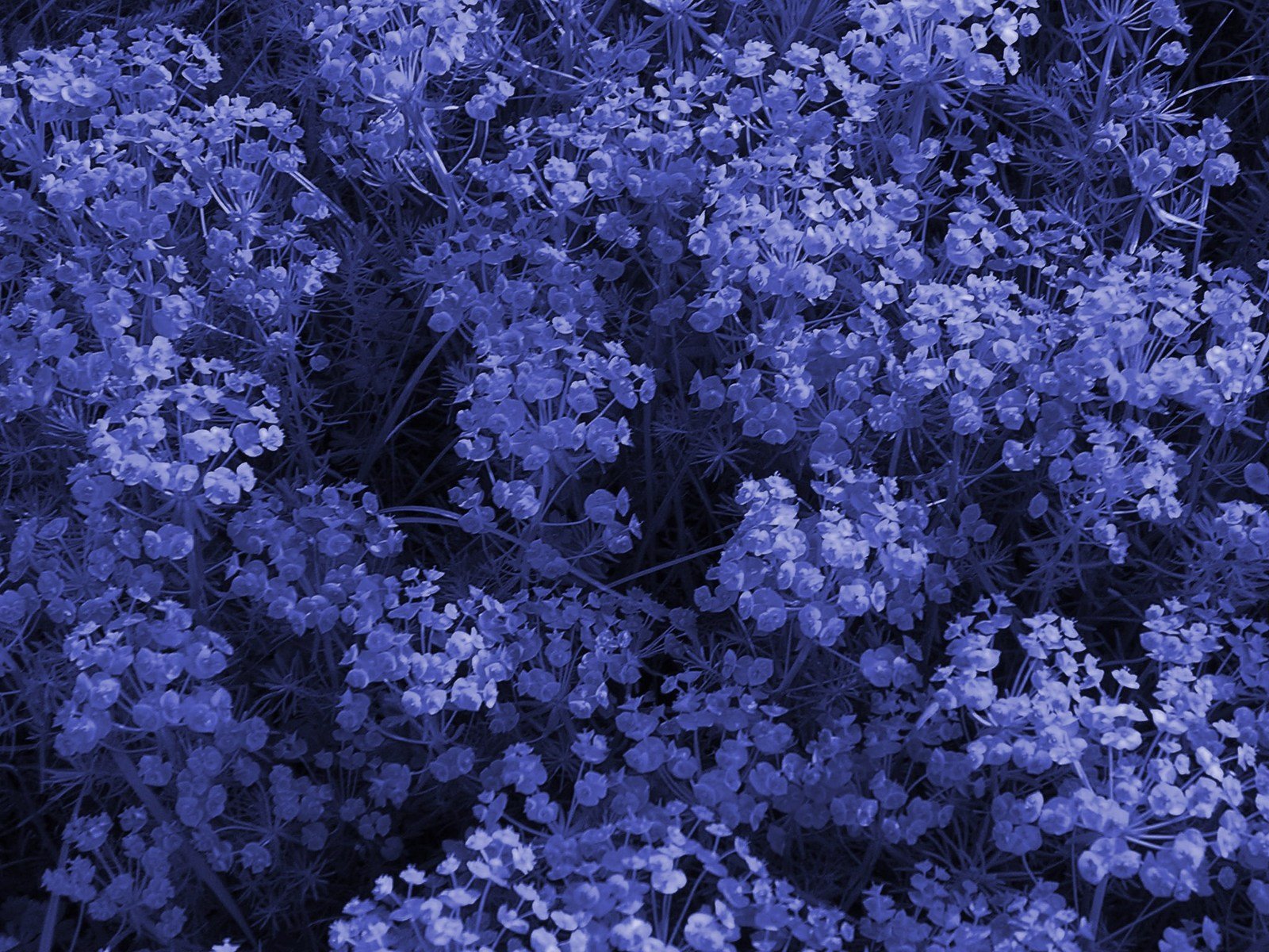 a close up po of purple flowers near a pond