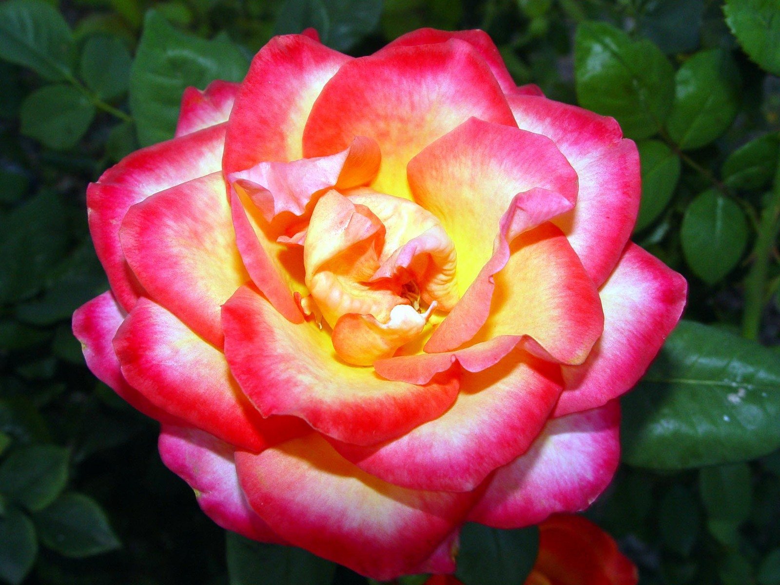 red and yellow rose with some green leaves