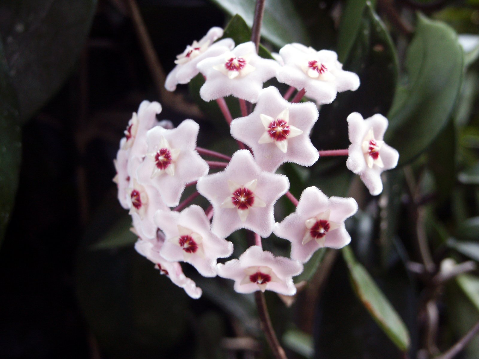 a bunch of white flowers sitting on top of a tree