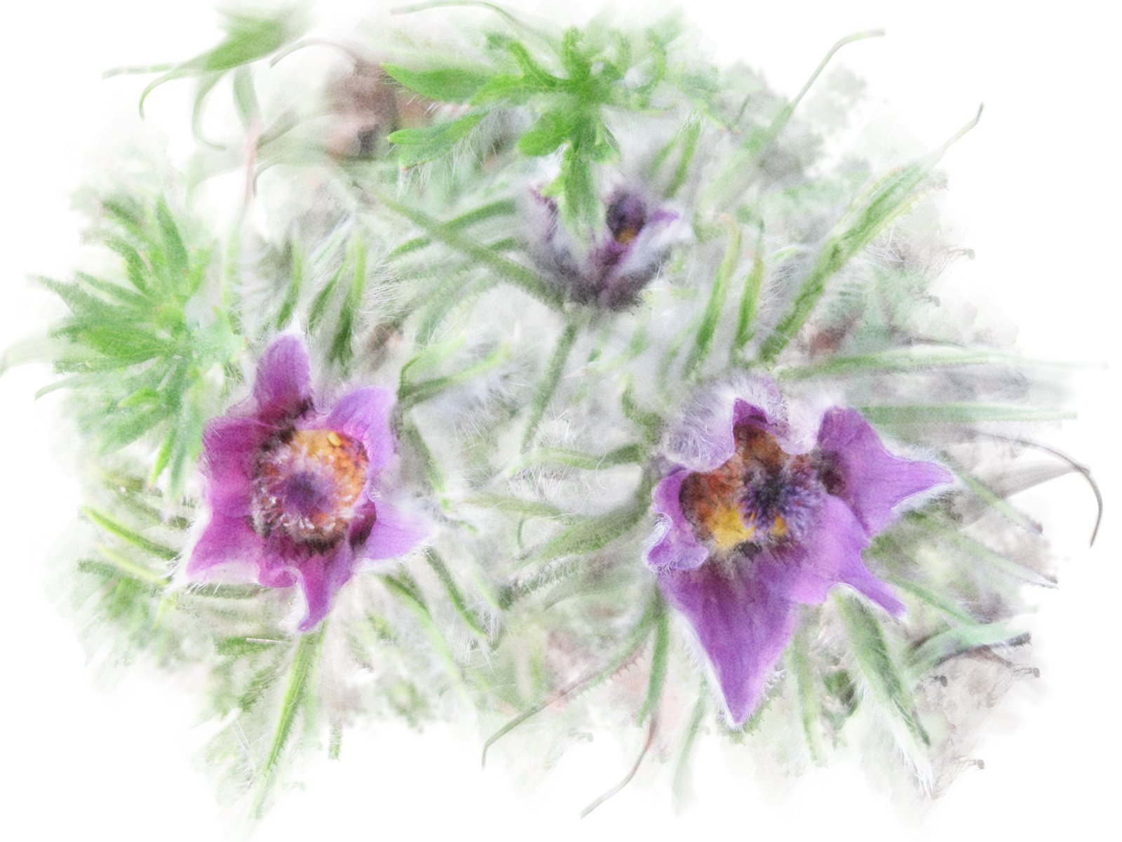 a painting of three purple flowers on the grass