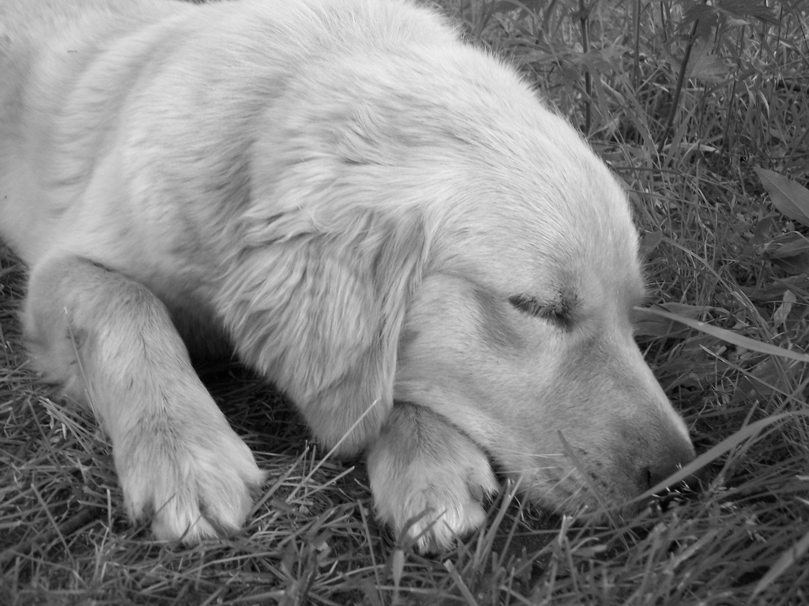 a dog that is laying down in the grass