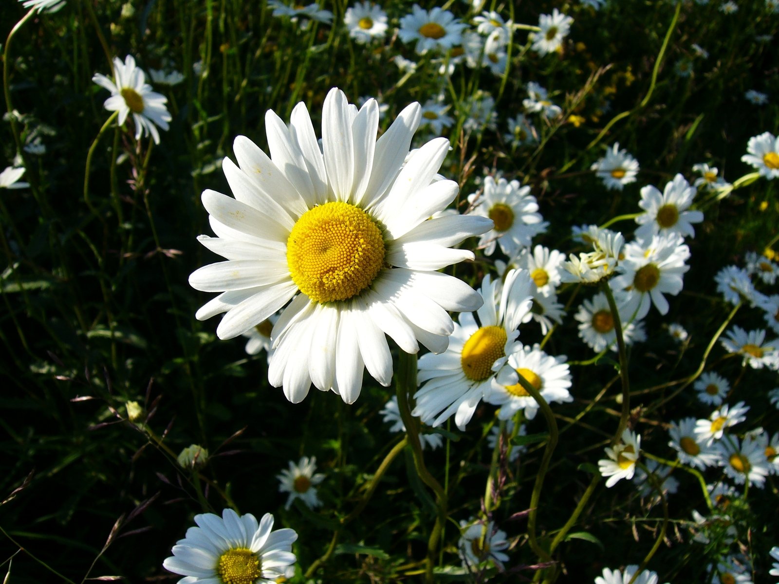 the daisies are blooming from the flower to the ground