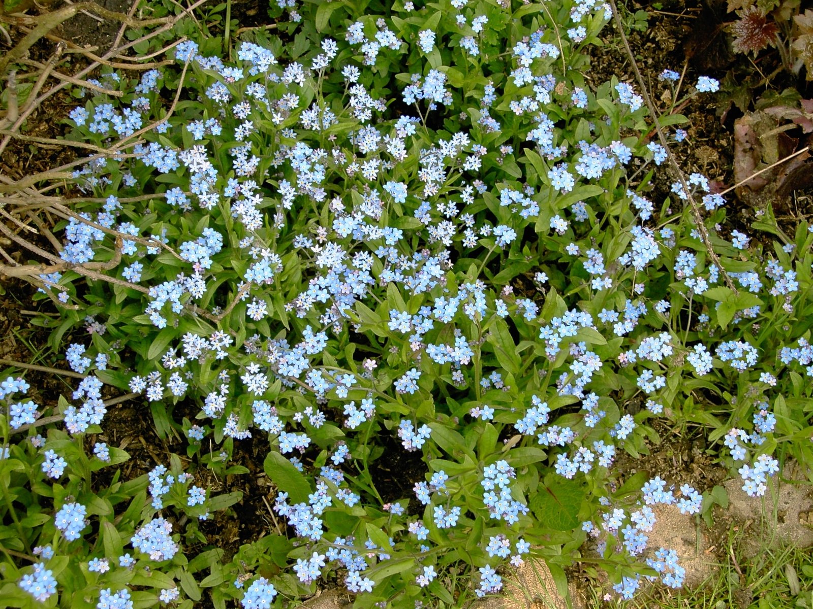 a small field with a bunch of blue flowers growing in it