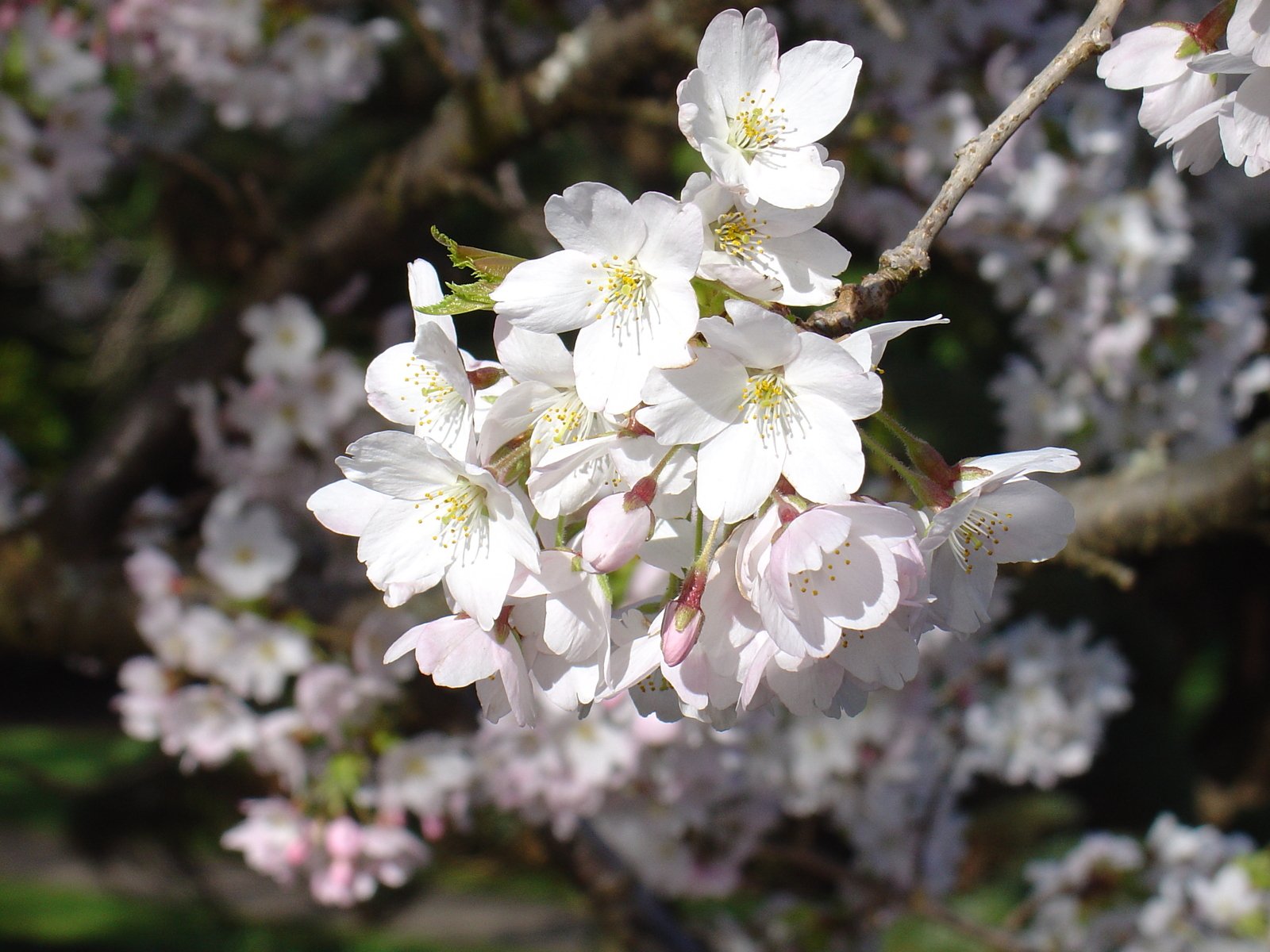 a picture of pink blossoms that are in bloom