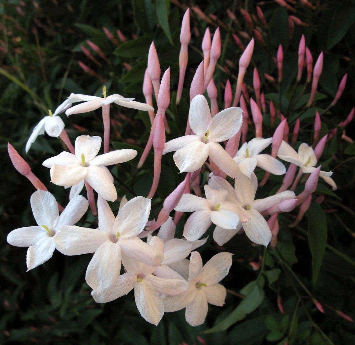 a bunch of flowers that are on some plant