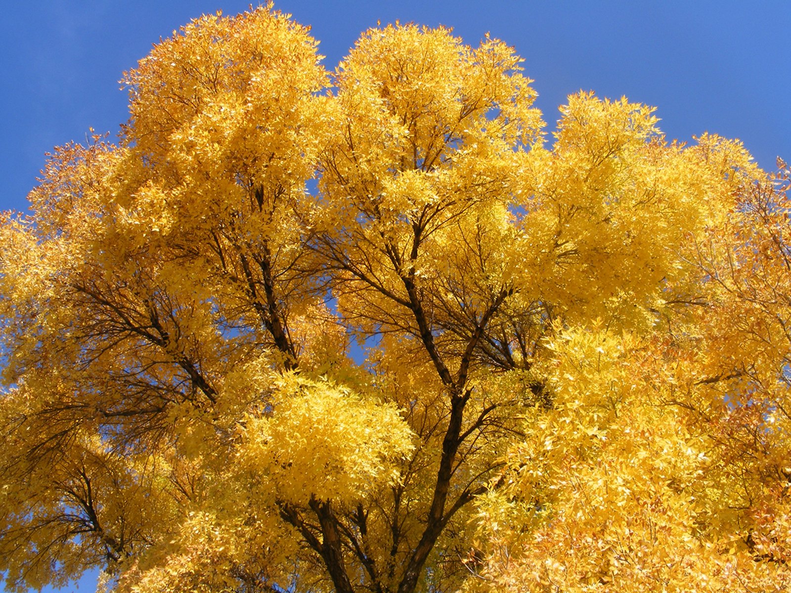 a tall tree with yellow leaves on it