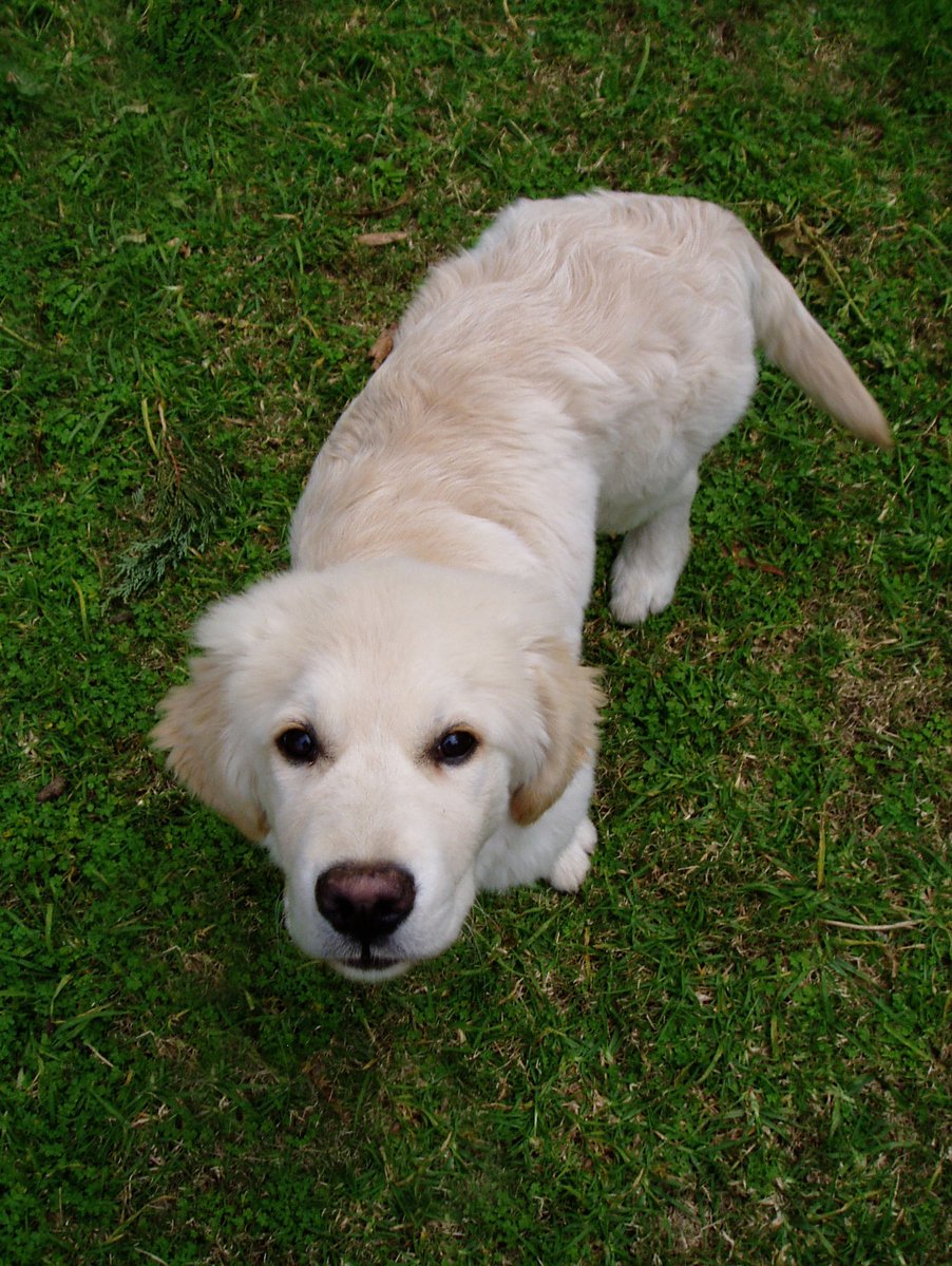 a white dog standing on top of green grass