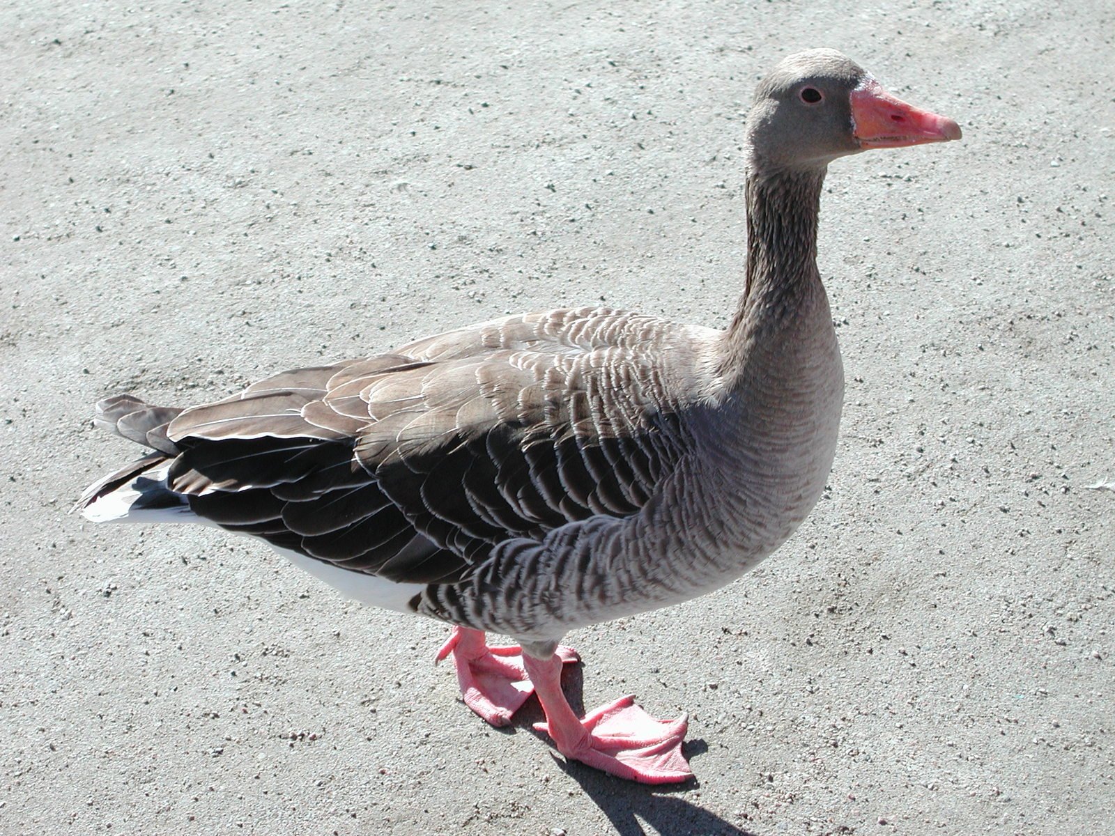 a goose is standing on the sand near a pink flower